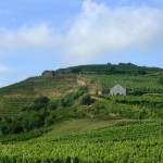 domaine viticole